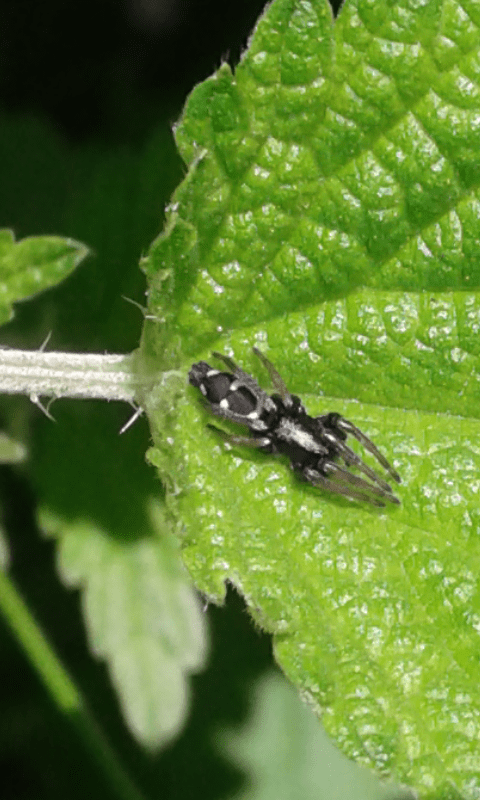 Gnaphosidae : Aphantaulax sp.? S� - prov. PD